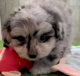 Pomachon Puppies For Sale - Simply Southern Pups